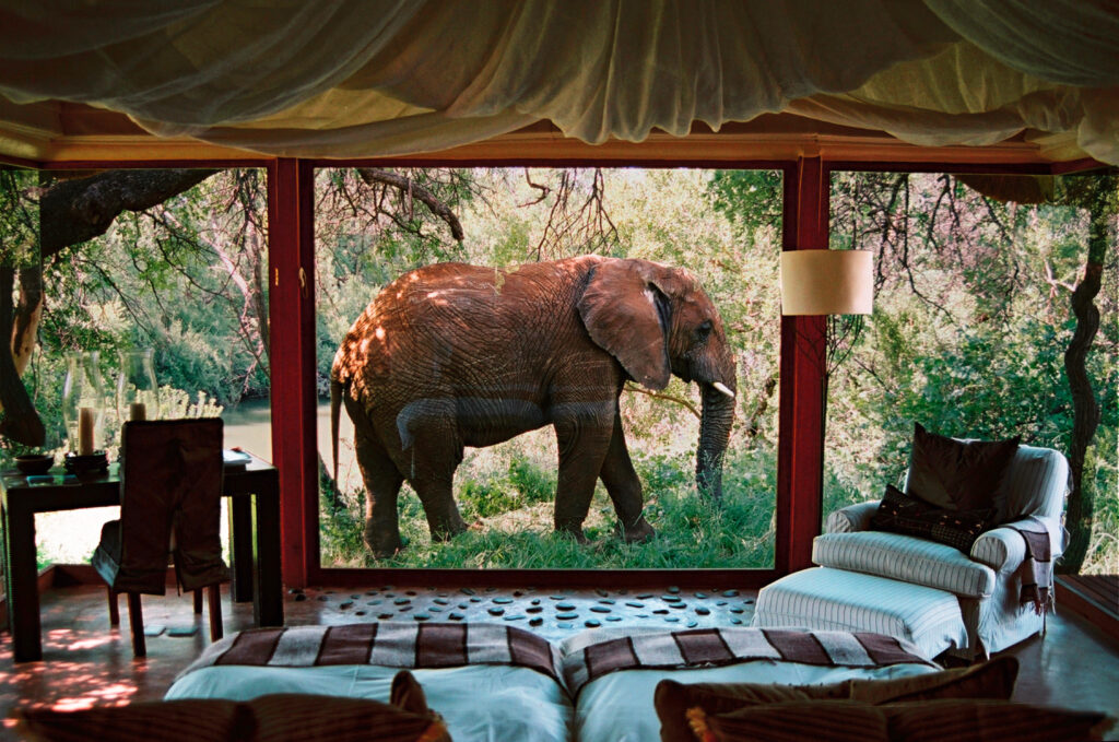 Preferred Hotels & Resorts: Where Legacy Meets Locality 4 An elephant is pictured outside private safari accomodation