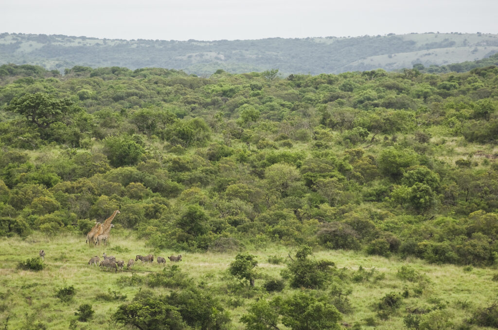Preferred Hotels & Resorts: Where Legacy Meets Locality 11 View of South African Safari landscape with Zebra and Giraffe herds