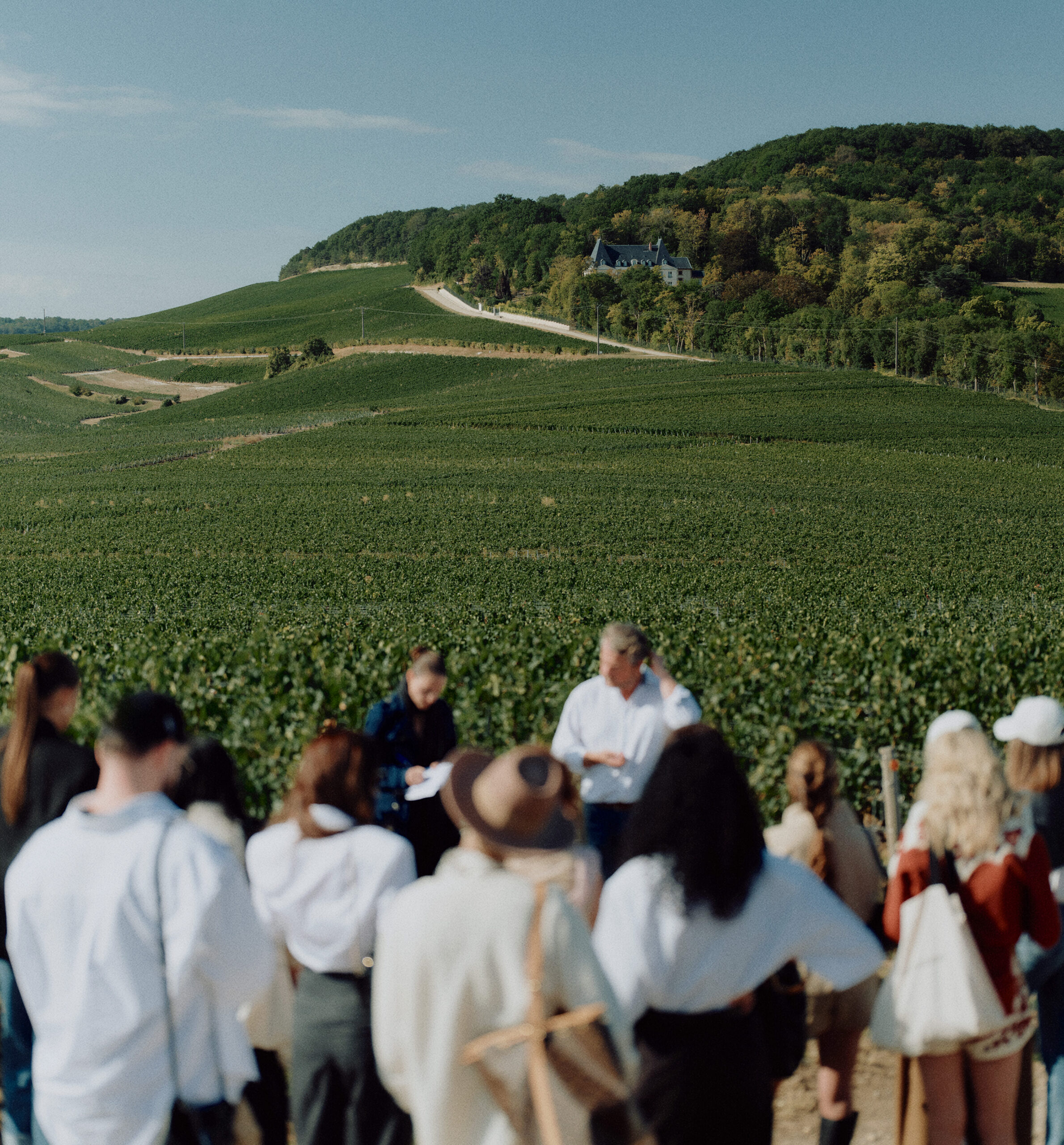 Moët & Chandon Harvest Experience: Inside 1,300 Hectares of Champagne 3 Moët & Chandon vineyards in Champagne during the Harvest Experience, with hand-picked grapes being sorted at the press.