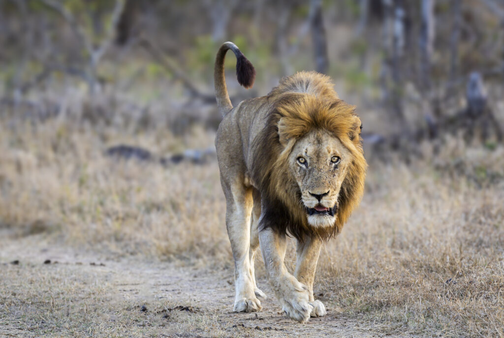 At Sandringham Private Game Reserve, Tracker Academy is training rhino guardians and lodge trackers while teaching the wildlife to trust people again.
